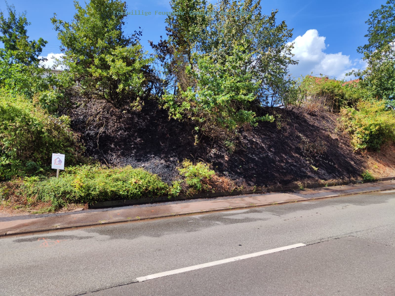 Flächenbrand in Reimsbach