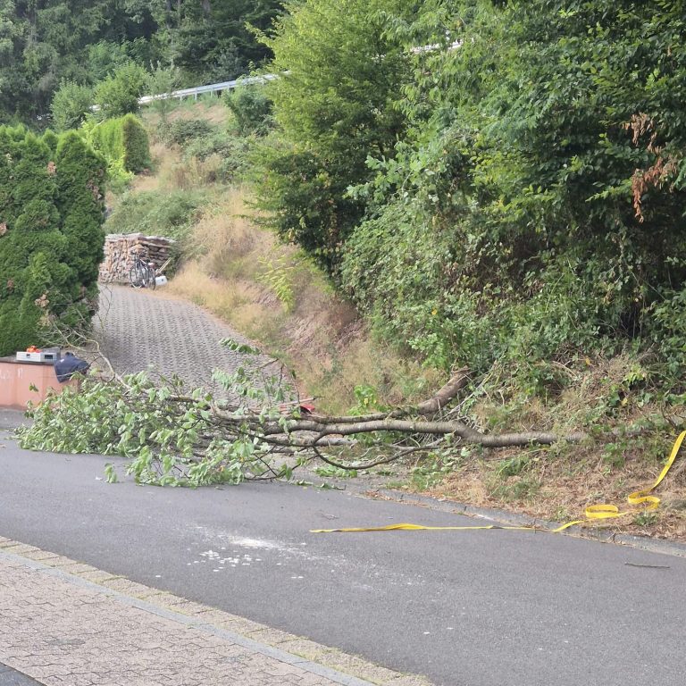 Umgestürzter Baum
